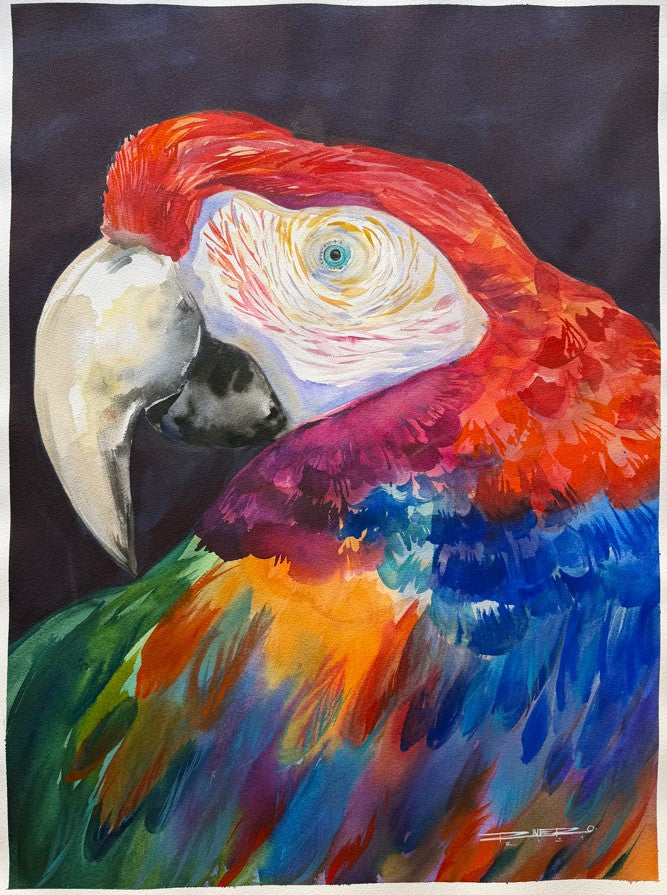 Guacamaya